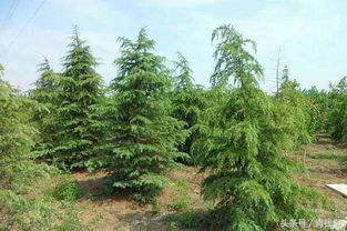 反季種植在園林綠化施工中的技術要點