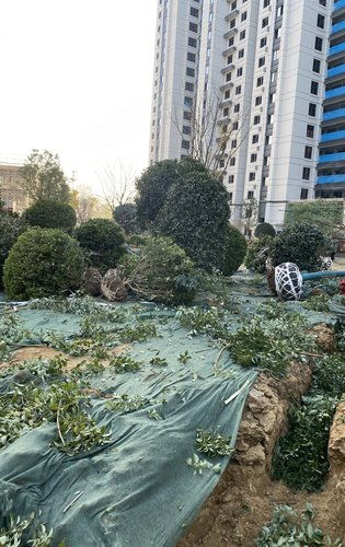 建業天璽綠化施工正式啟動，匠心打造生態宜居社區