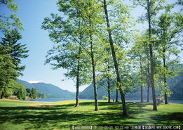 城市綠化管理 從草坪圖片到園林景觀設計施工圖紙全方位解析